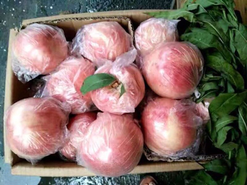 各种桃子，实力专业，每天出货20万斤
