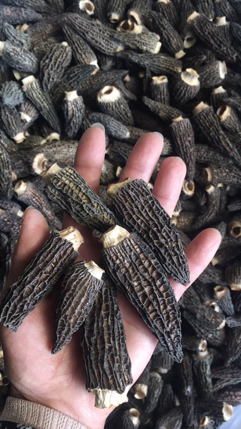 干羊肚菌，人工培植5公分以上