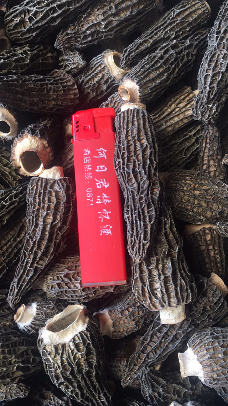 干羊肚菌，人工培植5公分以上