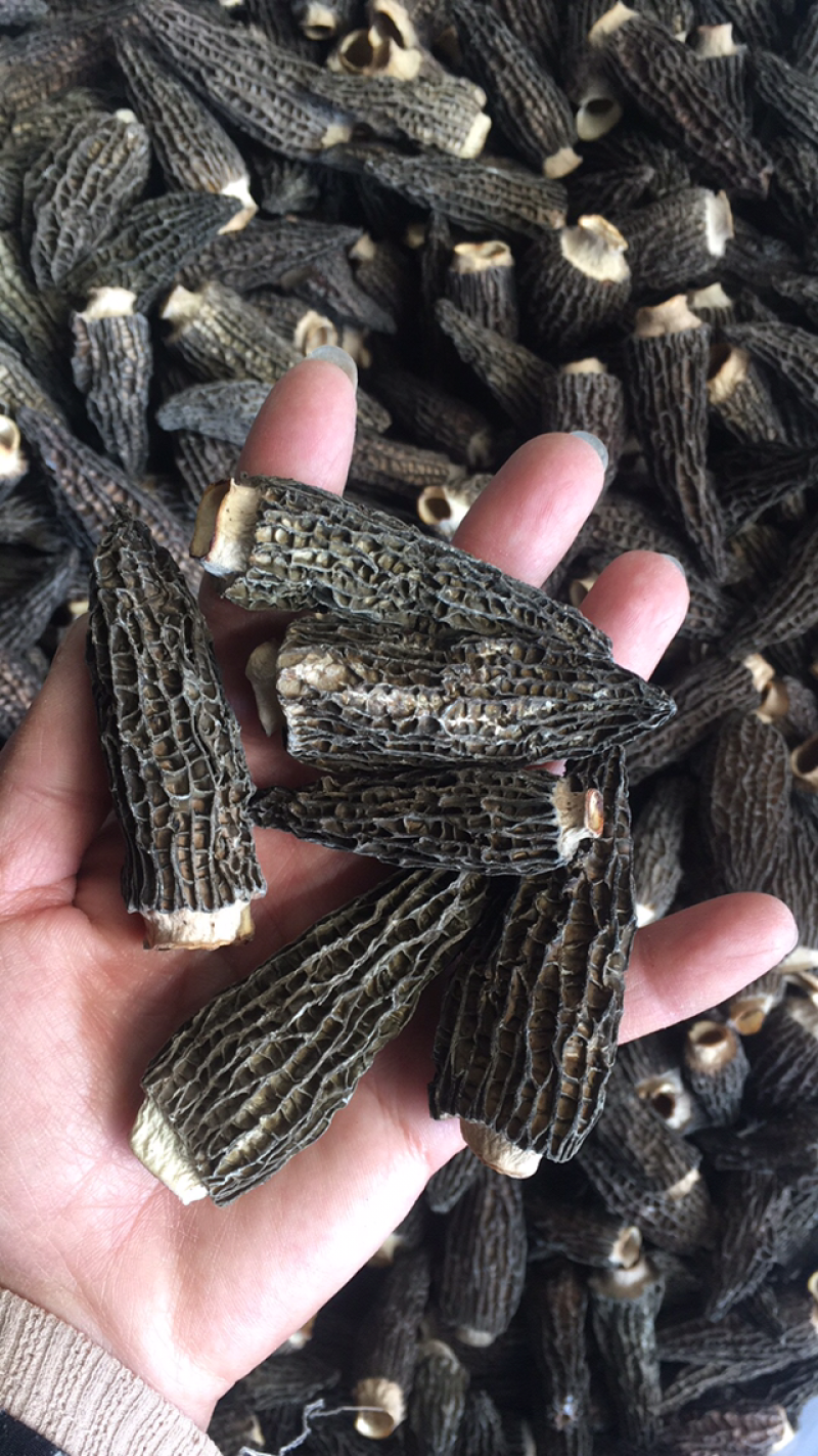 干羊肚菌，人工培植5公分以上