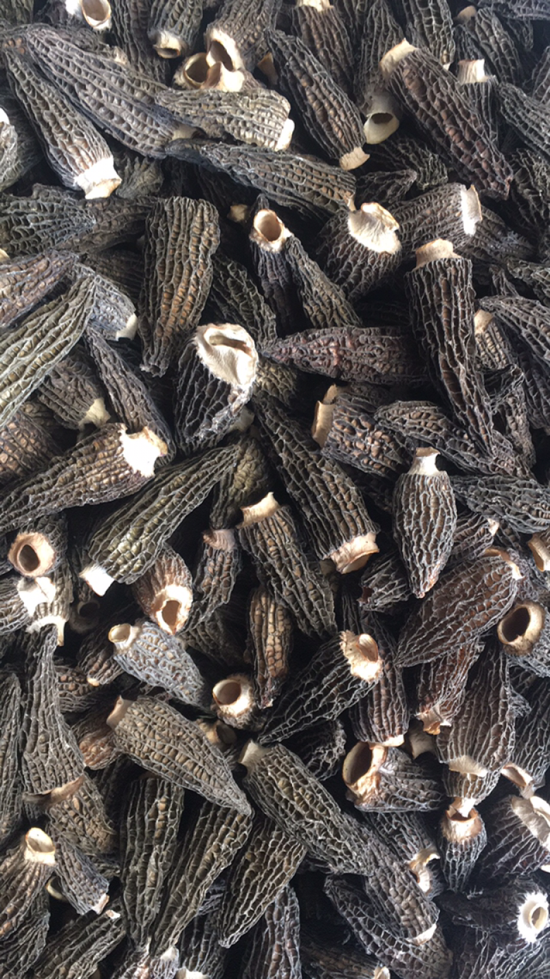 干羊肚菌，人工培植5公分以上