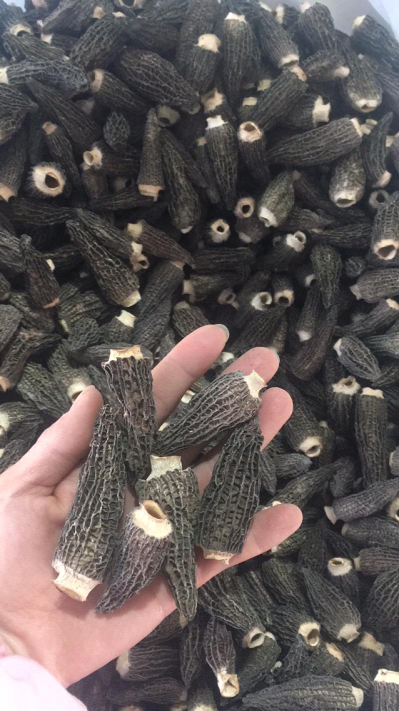 羊肚菌人工养殖羊肚菌羊肚菌全剪柄