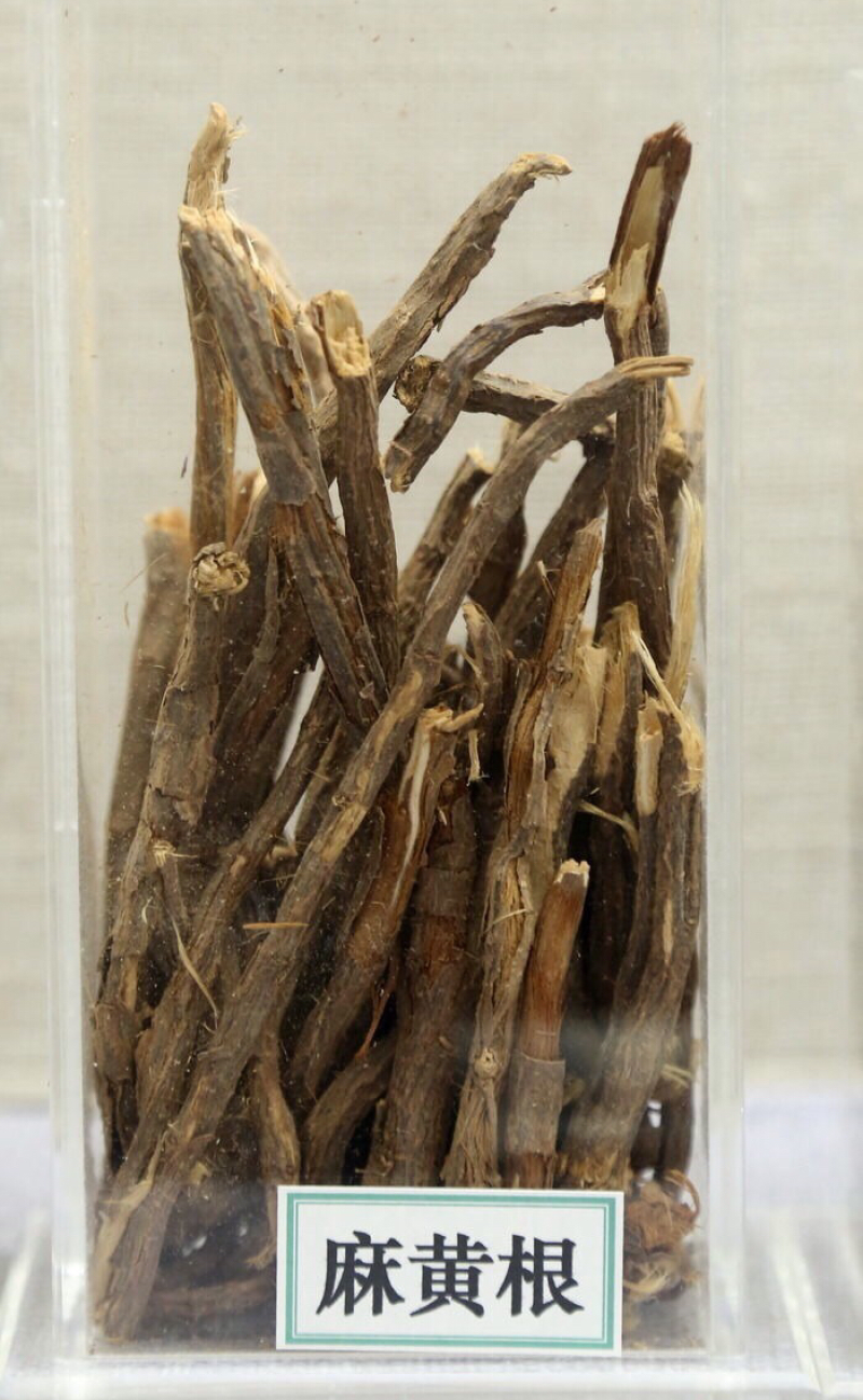 麻黄根
