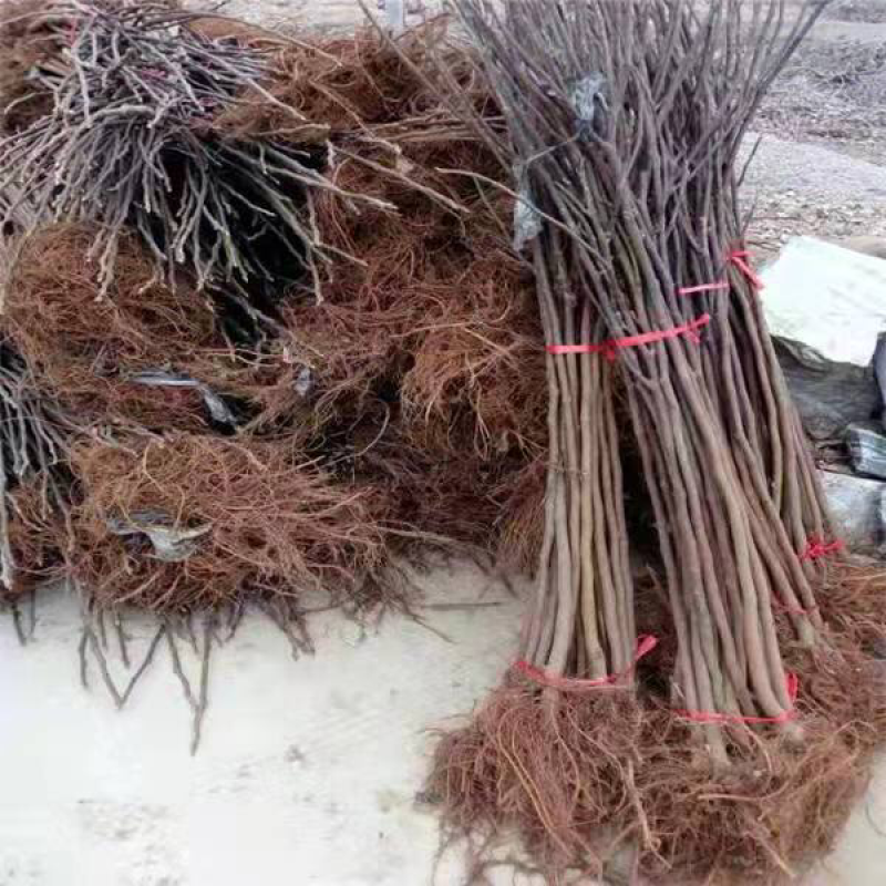 无花果树苗四季盆栽苗南北方种植当年结果