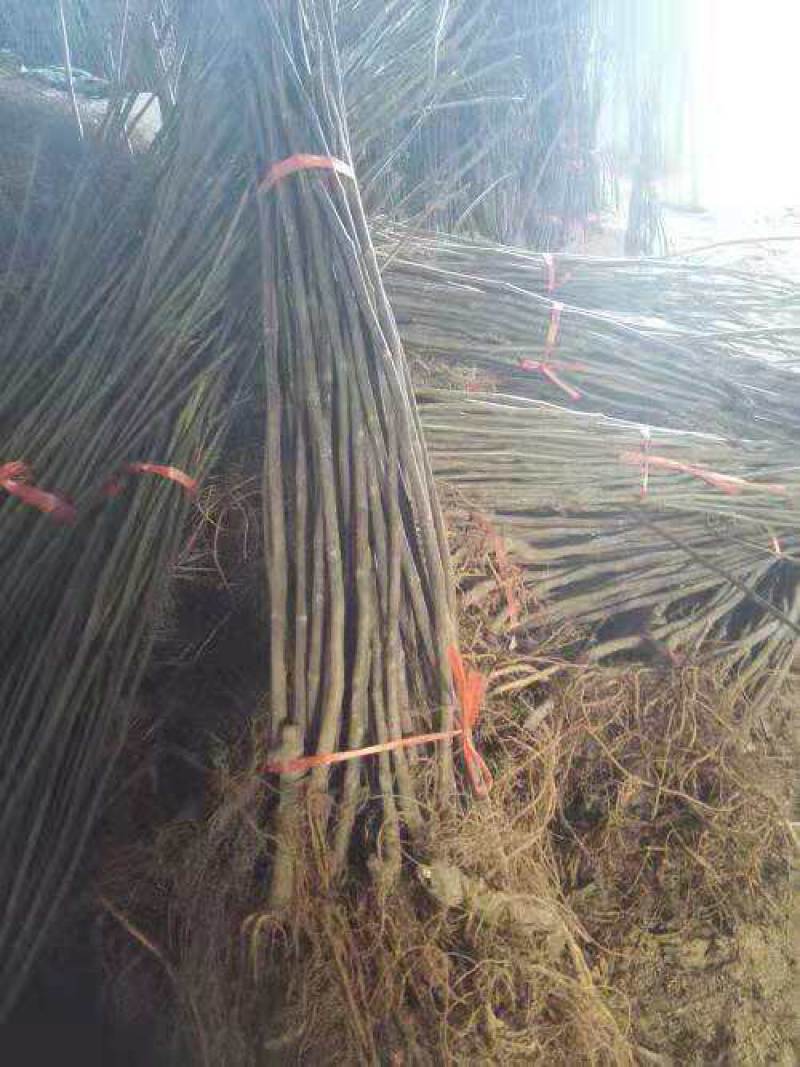 无花果树苗四季盆栽苗南北方种植当年结果
