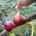 无花果树苗四季盆栽苗南北方种植当年结果