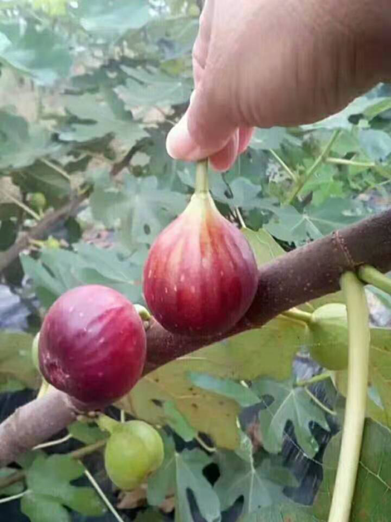 无花果树苗四季盆栽苗南北方种植当年结果