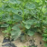 无花果树苗四季盆栽苗南北方种植当年结果