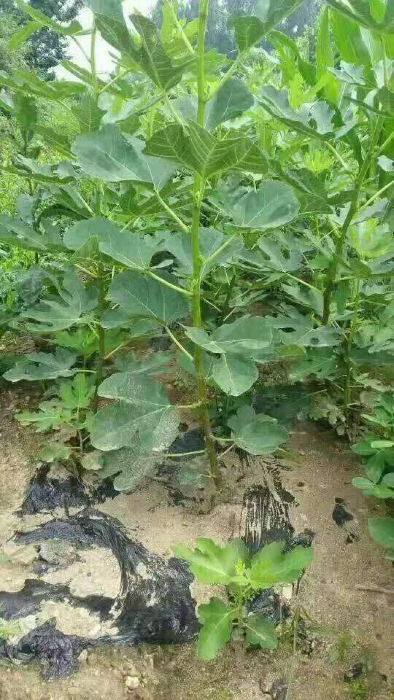 无花果树苗四季盆栽苗南北方种植当年结果