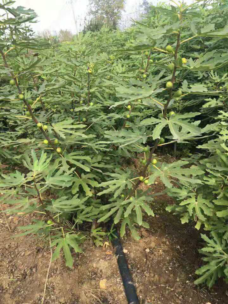 无花果树苗四季盆栽苗南北方种植当年结果