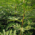 无花果树苗四季盆栽苗南北方种植当年结果