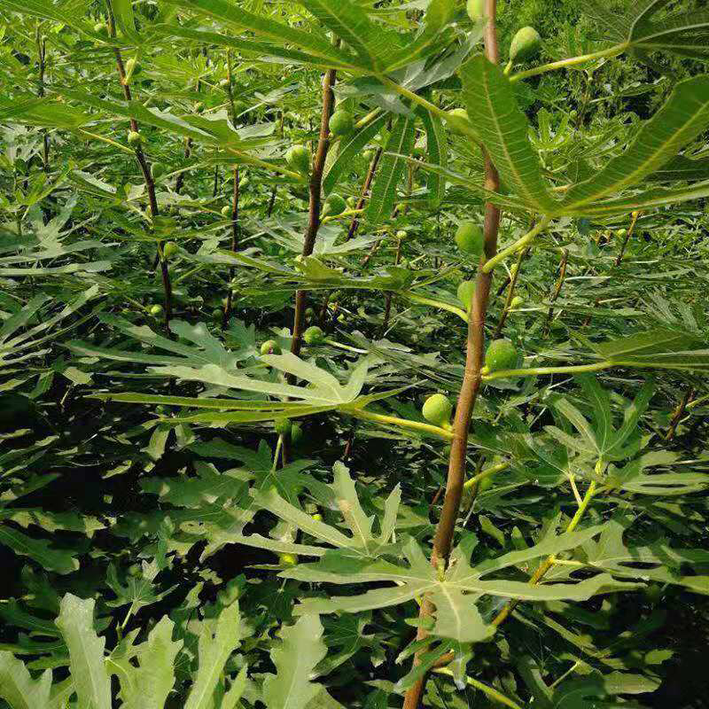 无花果树苗四季盆栽苗南北方种植当年结果