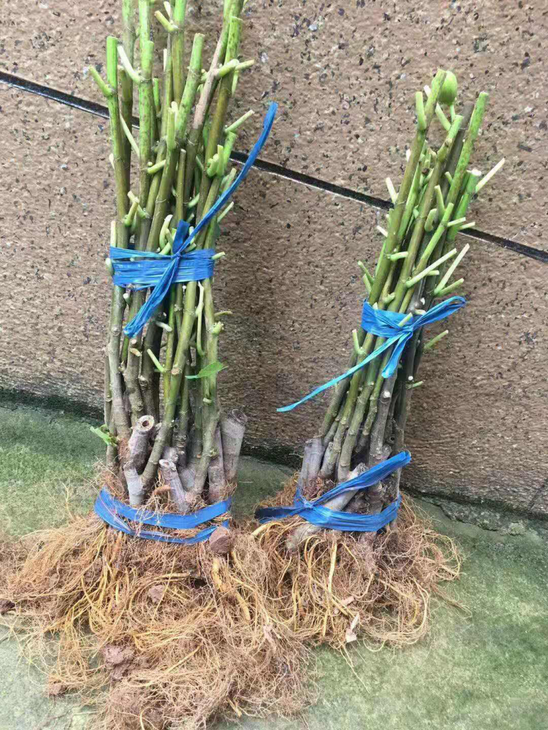 无花果树苗四季盆栽苗南北方种植当年结果