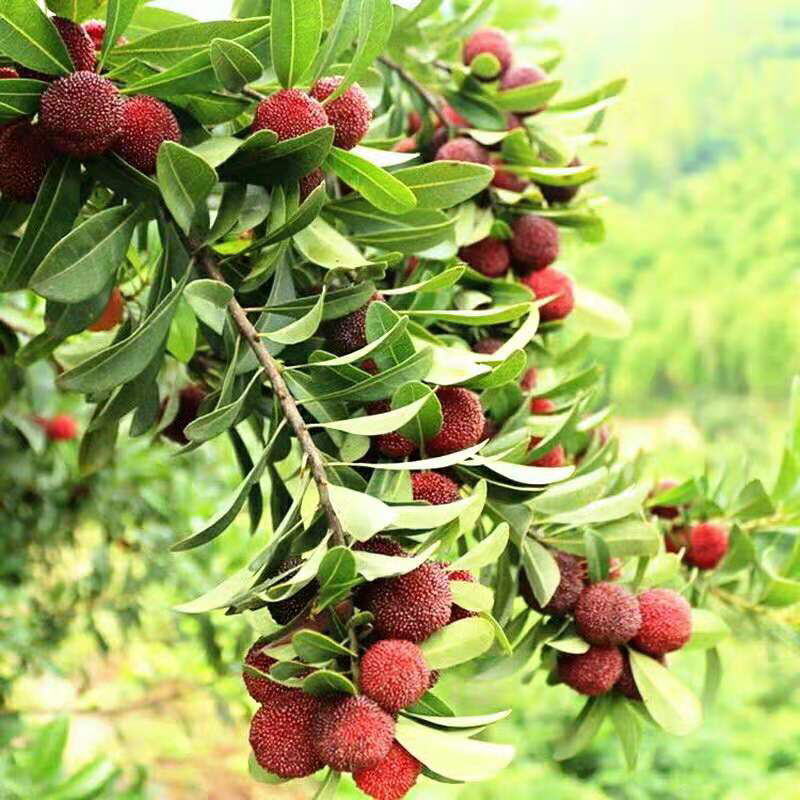 杨梅苗嫁接苗