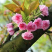 樱花苗