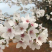 樱花苗