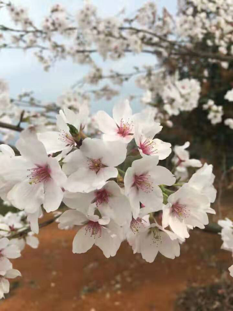 樱花苗