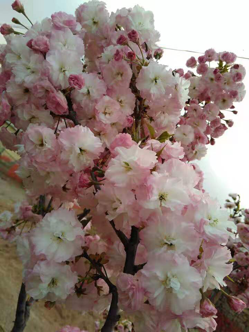 樱花苗