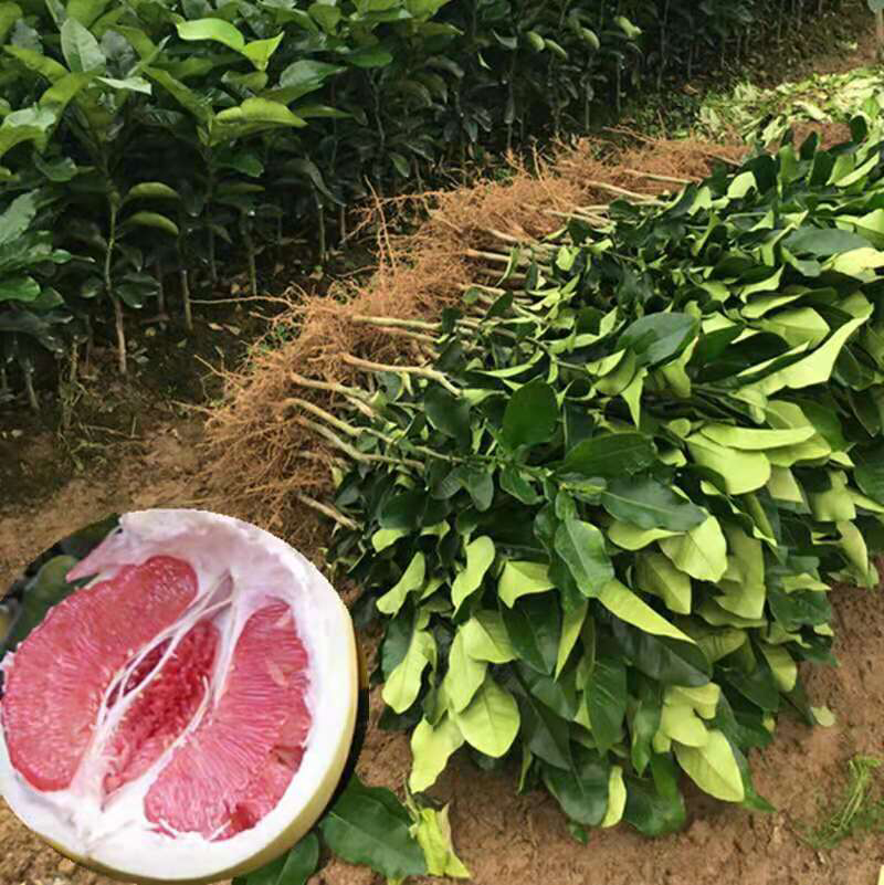 红心柚子苗嫁接苗