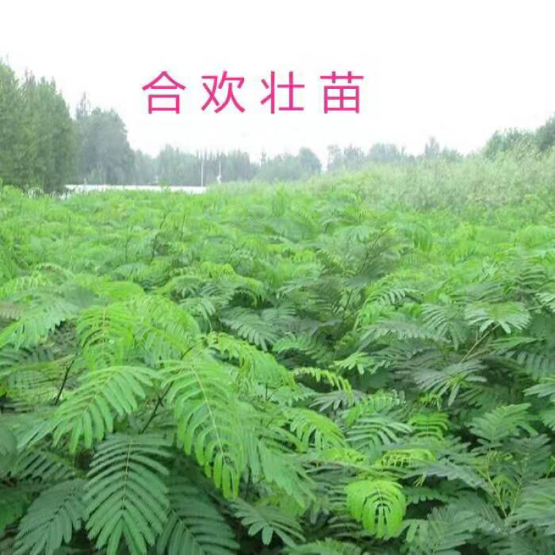 合欢苗