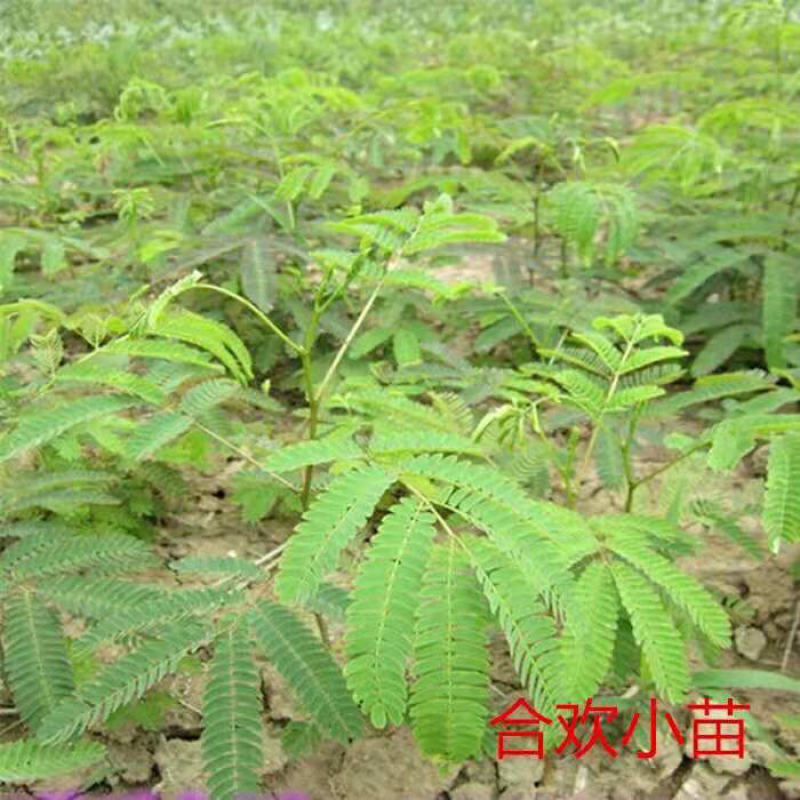 合欢苗