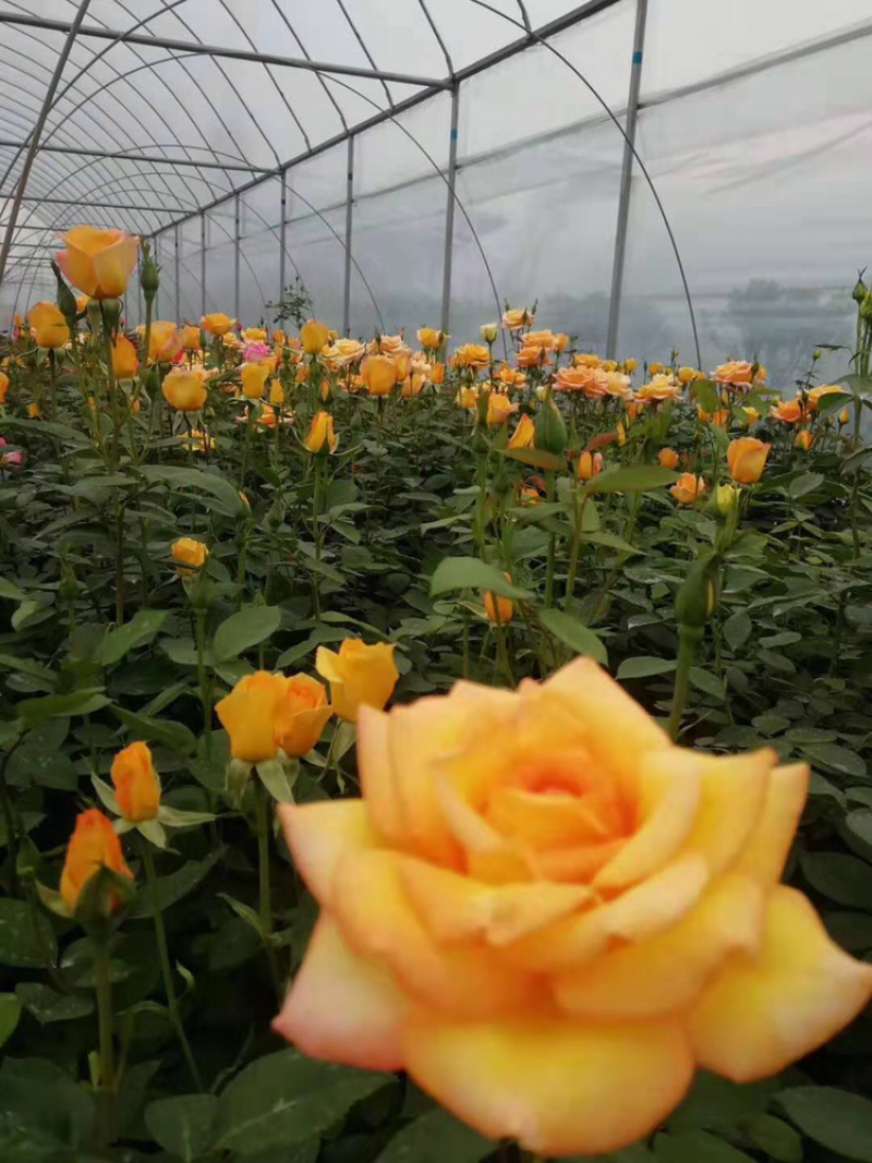大花月季2019年刚上市