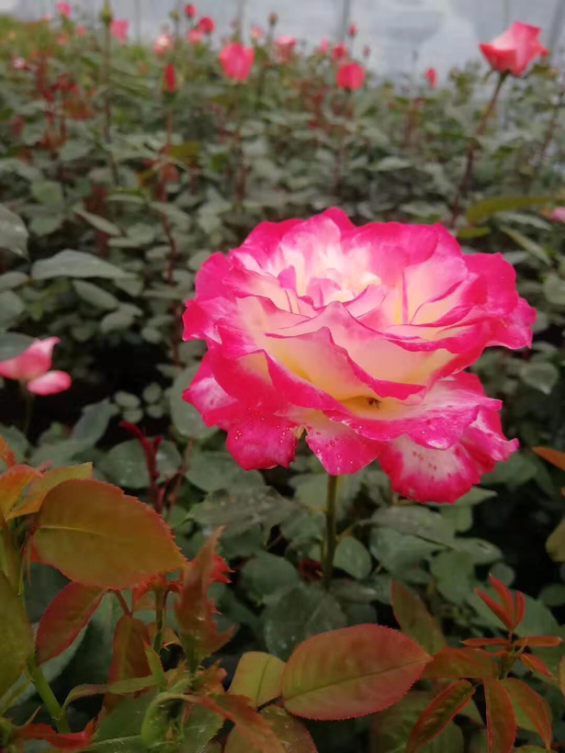 大花月季2019年刚上市