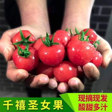 【现摘现发】千禧圣女果樱桃小番茄小柿子孕妇水果5斤包邮