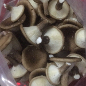 半斤装，五斤装，各种规格都有