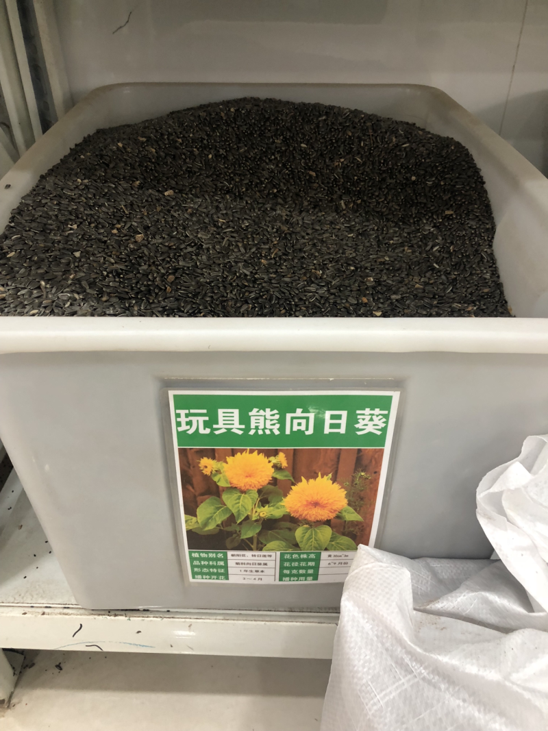 玩具熊矮化向日葵种子观赏彩色高发芽率可货到付款新种