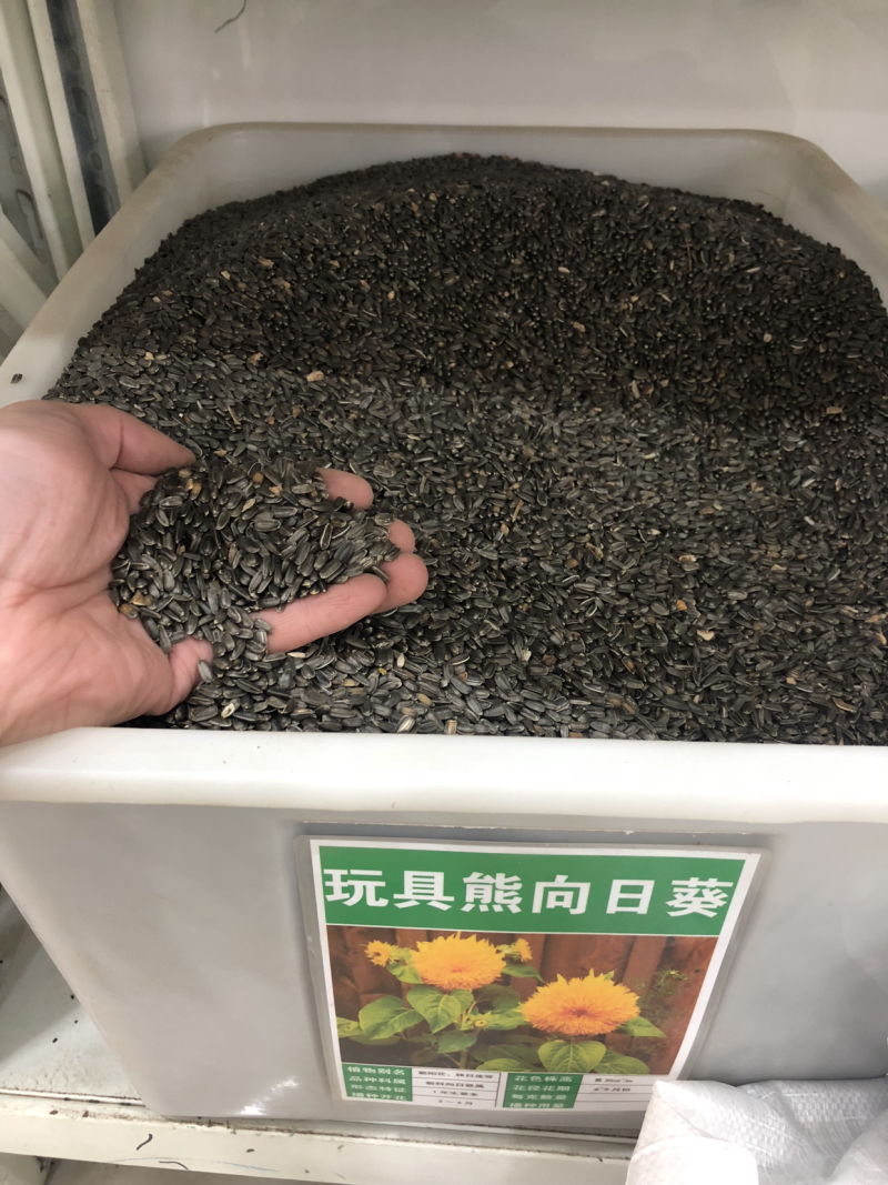玩具熊矮化向日葵种子观赏彩色高发芽率可货到付款新种