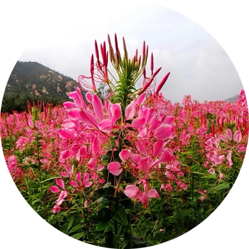 醉蝶花种子粉色景观花海绿化庭院种植花种子阳台包邮