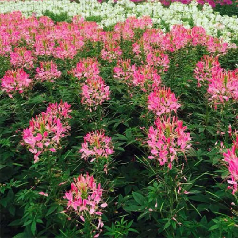 醉蝶花种子粉色景观花海绿化庭院种植花种子阳台包邮