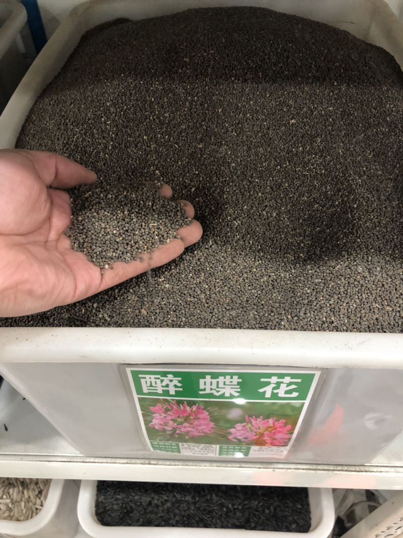 醉蝶花种子粉色景观花海绿化庭院种植花种子阳台包邮