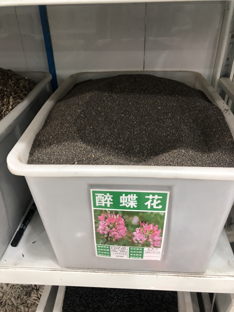 醉蝶花种子粉色景观花海绿化庭院种植花种子阳台包邮