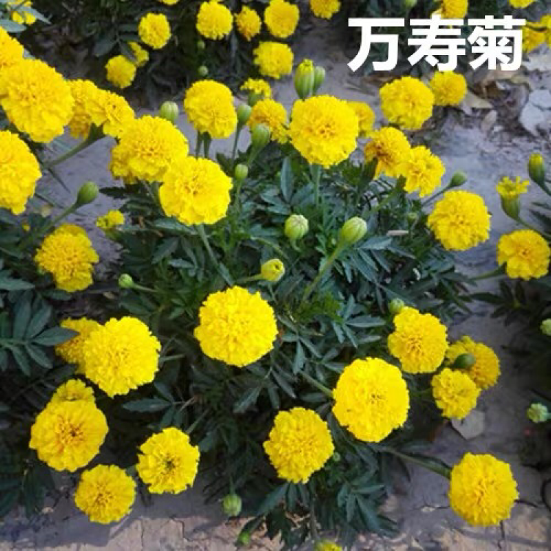 万寿菊种子春夏播花海种子亩用4-5斤包邮