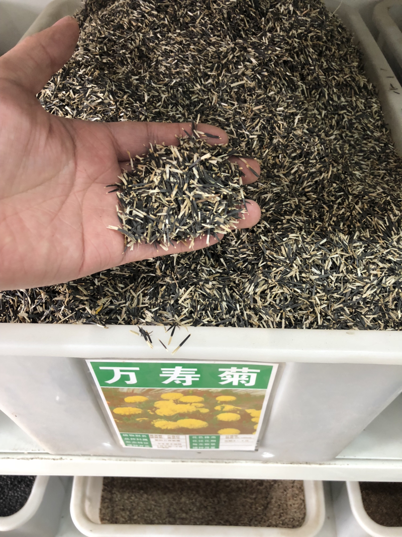 万寿菊种子春夏播花海种子亩用4-5斤包邮