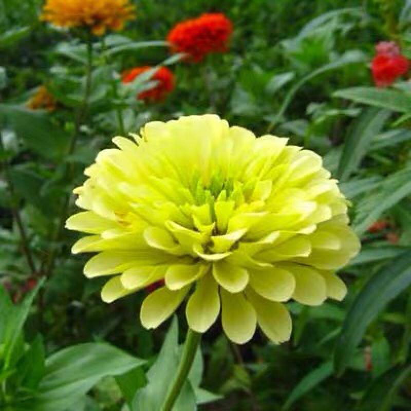 百日草种子花海热门量大可货到付款可开发票包邮