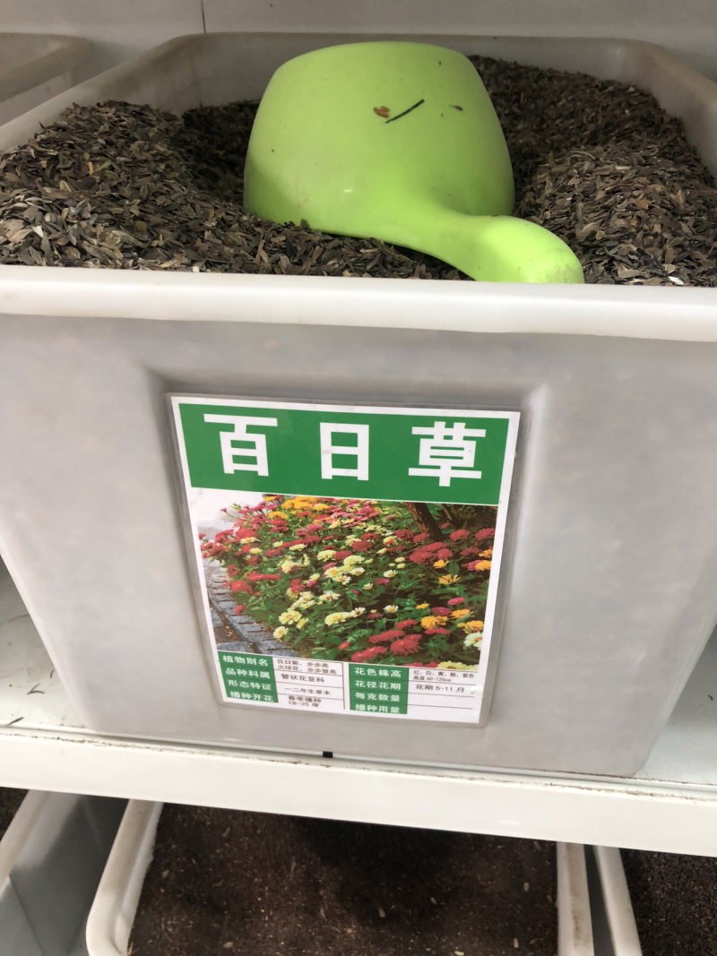 百日草种子花海热门量大可货到付款可开发票包邮