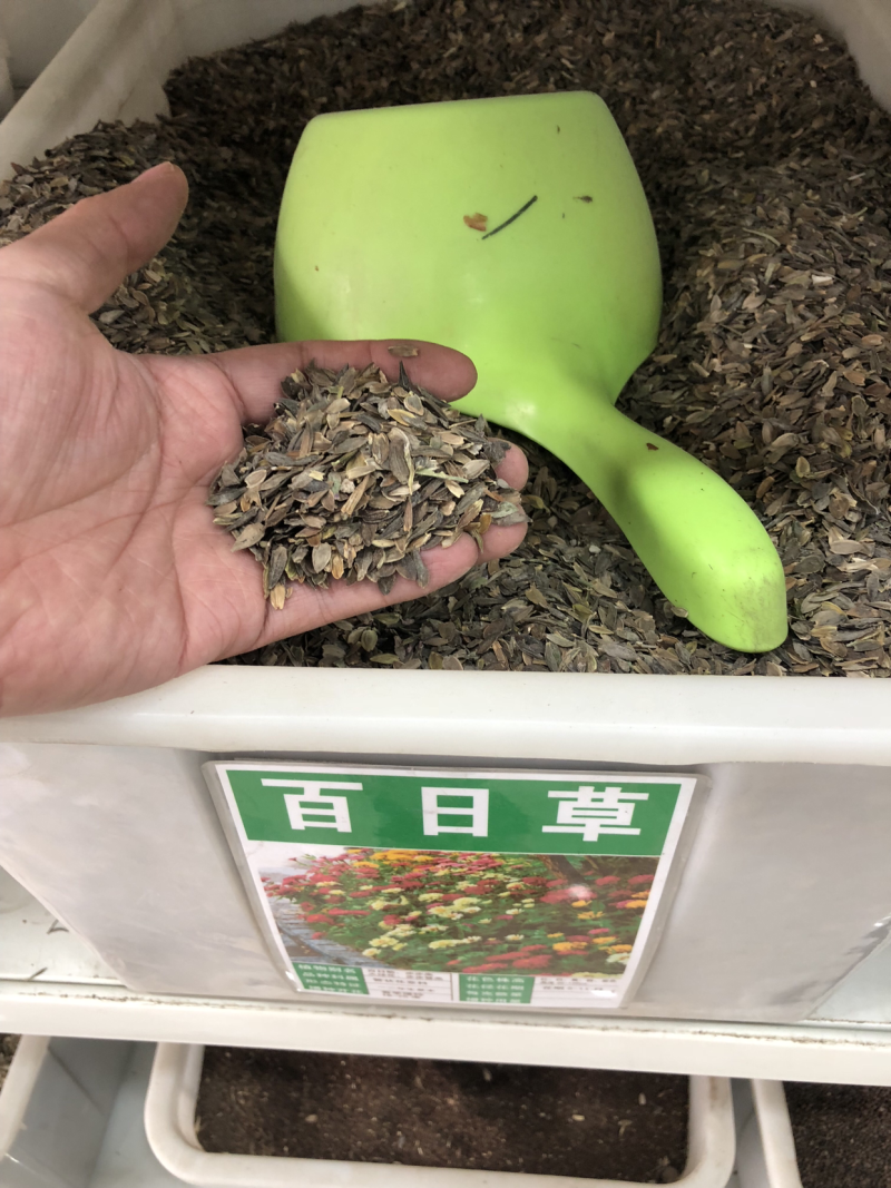 百日草种子花海热门量大可货到付款可开发票包邮