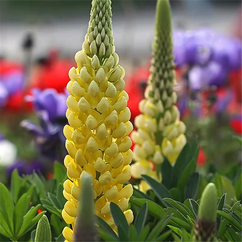 鲁冰花种子羽扇豆种子高发芽率园林景观花海包邮