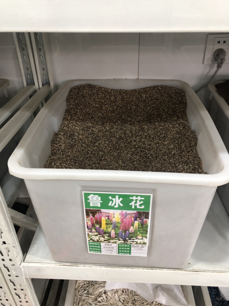 鲁冰花种子羽扇豆种子高发芽率园林景观花海包邮