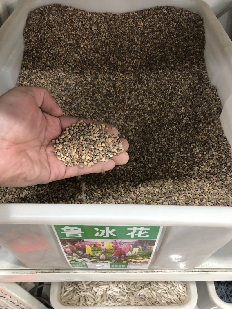鲁冰花种子羽扇豆种子高发芽率园林景观花海包邮