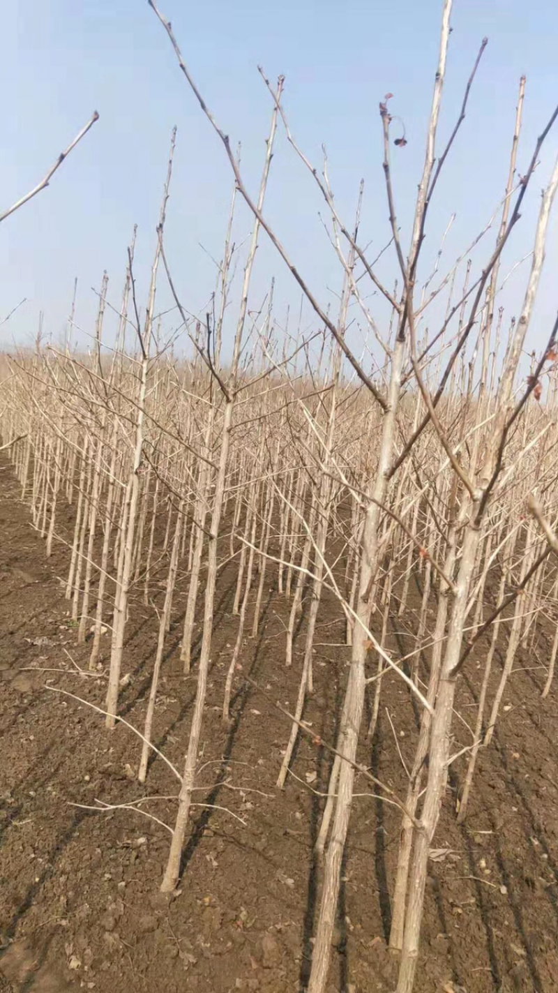 银杏小苗，货源地直接供货