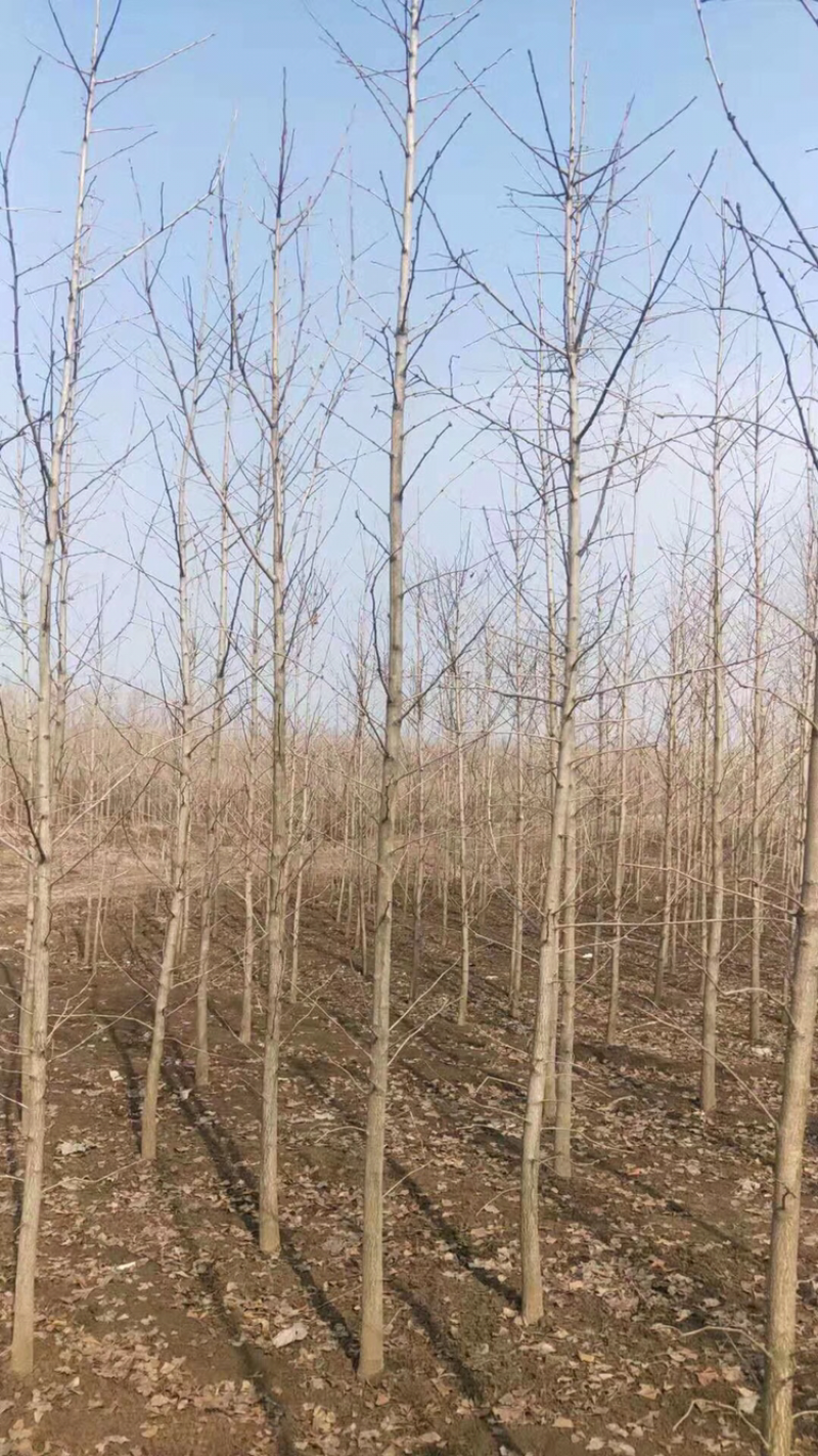 银杏小苗，货源地直接供货