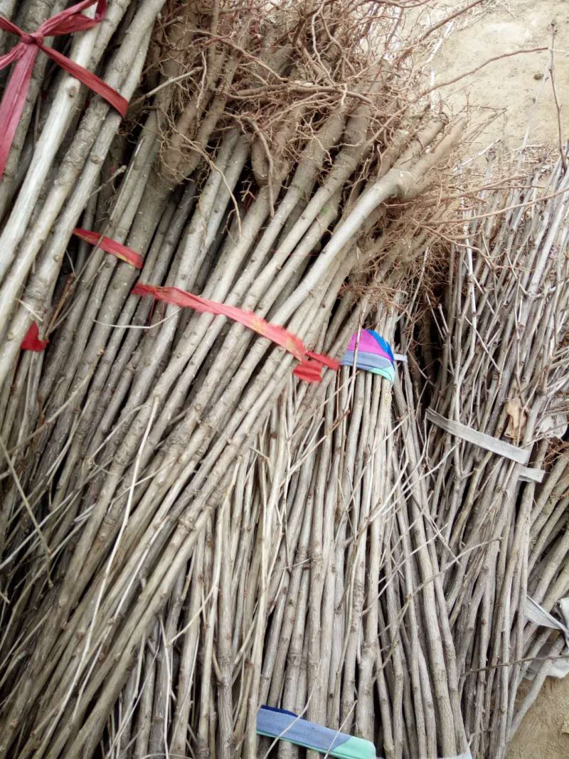银杏小苗，货源地直接供货