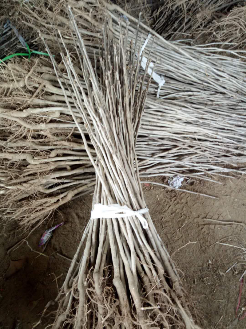 银杏小苗，货源地直接供货