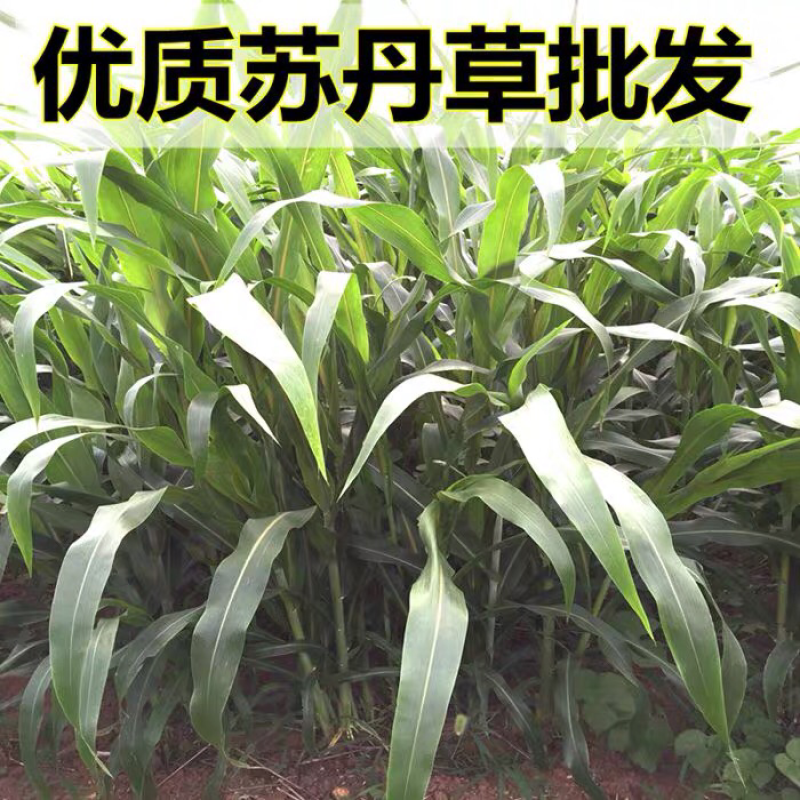 苏丹草种子猪羊牛马鸡苏丹草高产新种子高发芽率