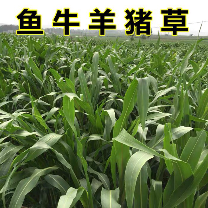 苏丹草种子猪羊牛马鸡苏丹草高产新种子高发芽率