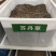 苏丹草种子猪羊牛马鸡苏丹草高产新种子高发芽率